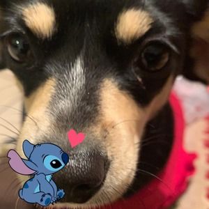 Meet your Posher, Reyes